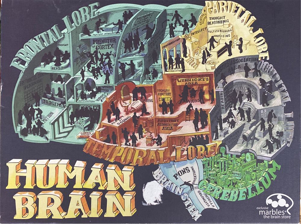 Human Brain - Marbles The Brain Store puzzle collectible [Barcode 736211376336] - Main Image 2