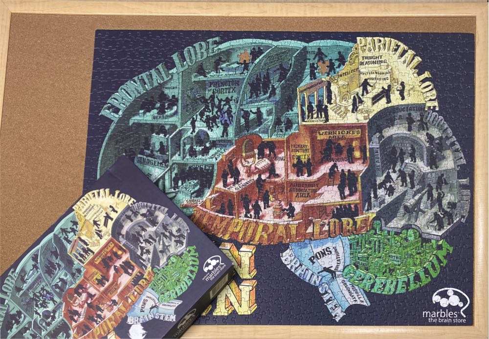 Human Brain - Marbles The Brain Store puzzle collectible [Barcode 736211376336] - Main Image 3