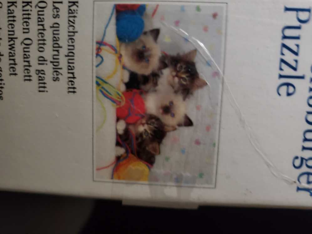 Groovy Animals Panda