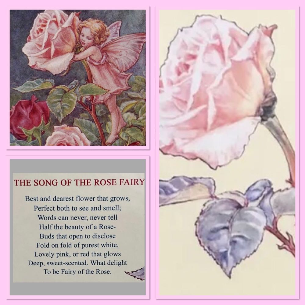 The Rose Fairy Flower Fairies - Ravensburger puzzle collectible [Barcode 4005556153268] - Main Image 3