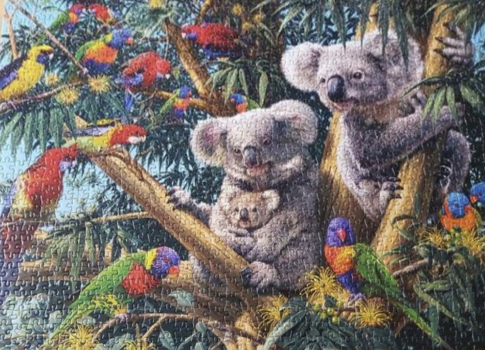 Cuddly Koala’s Discoveries - Gibsons puzzle collectible [Barcode 5012269070620] - Main Image 3