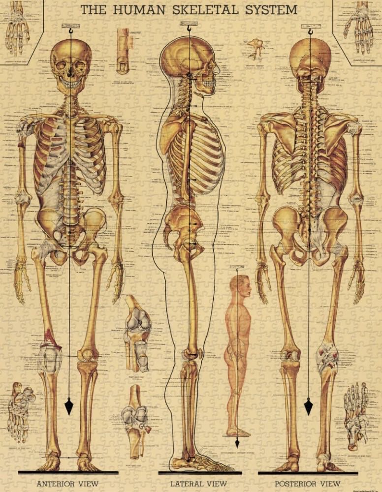 The Snowman and The Snowdog