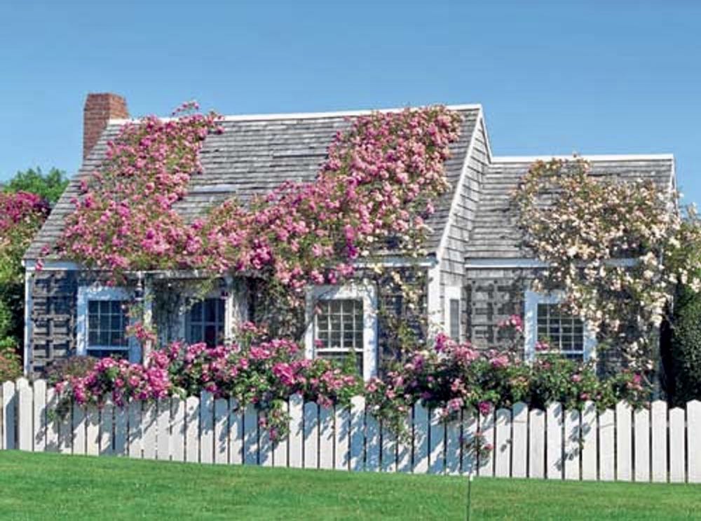 Lighting 101: Houseplants