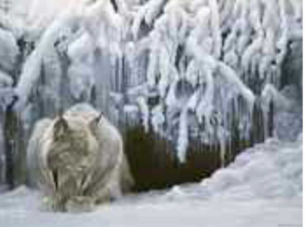 Dozing Lynx - Cobble Hill puzzle collectible [Barcode 625012518284] - Main Image 4