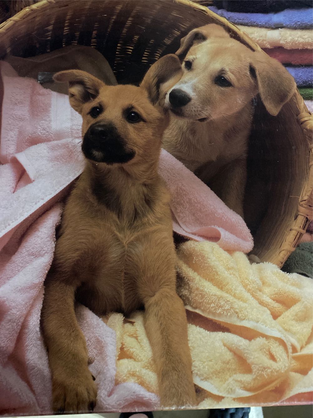 Prehistoric Animals (SOLD)