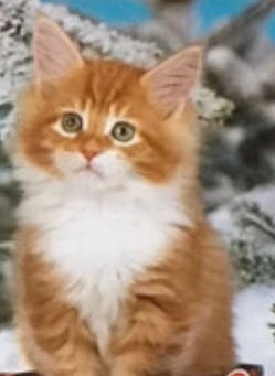 Kitten On A Strump NMOL (VERKOCHT) - Castorland puzzle collectible - Main Image 2