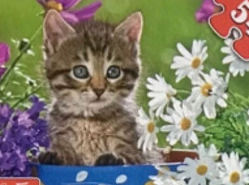 Kittens In The Flowergarden  🟦 - Castorland puzzle collectible [Barcode 5904438005406] - Main Image 2