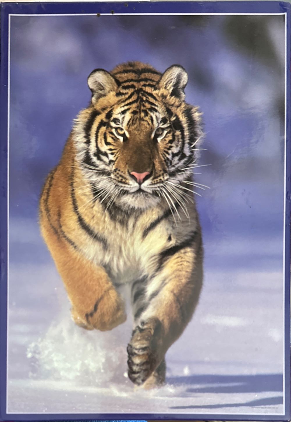 Disney Parks Magic Kingdom 45th