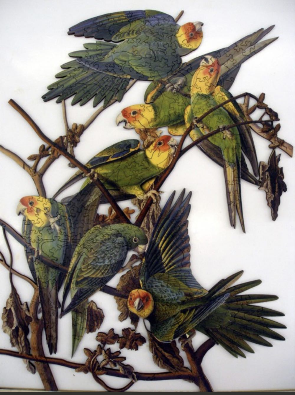 Carolina Parakeet  puzzle collectible - Main Image 2