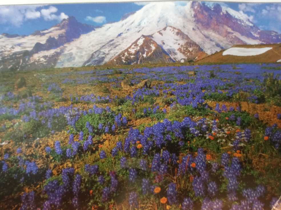 Virginia black bear and cubs spring flowers