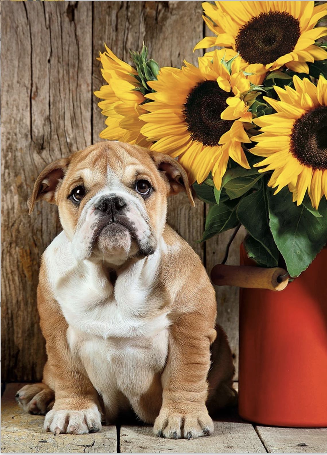 The Bulldog - Clementoni puzzle collectible - Main Image 2