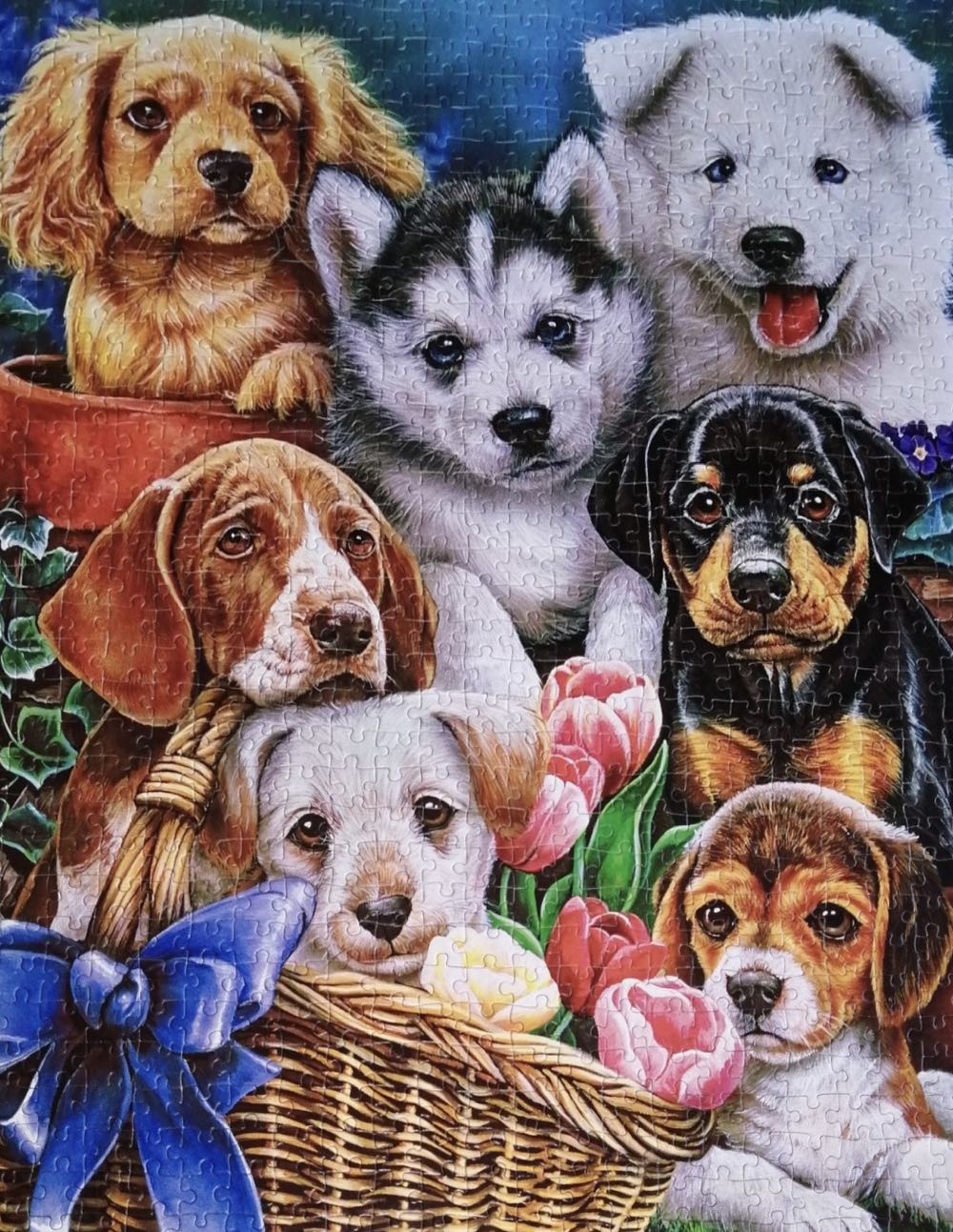 Puppies 🟦 - Castorland puzzle collectible [Barcode 5904438104048] - Main Image 3