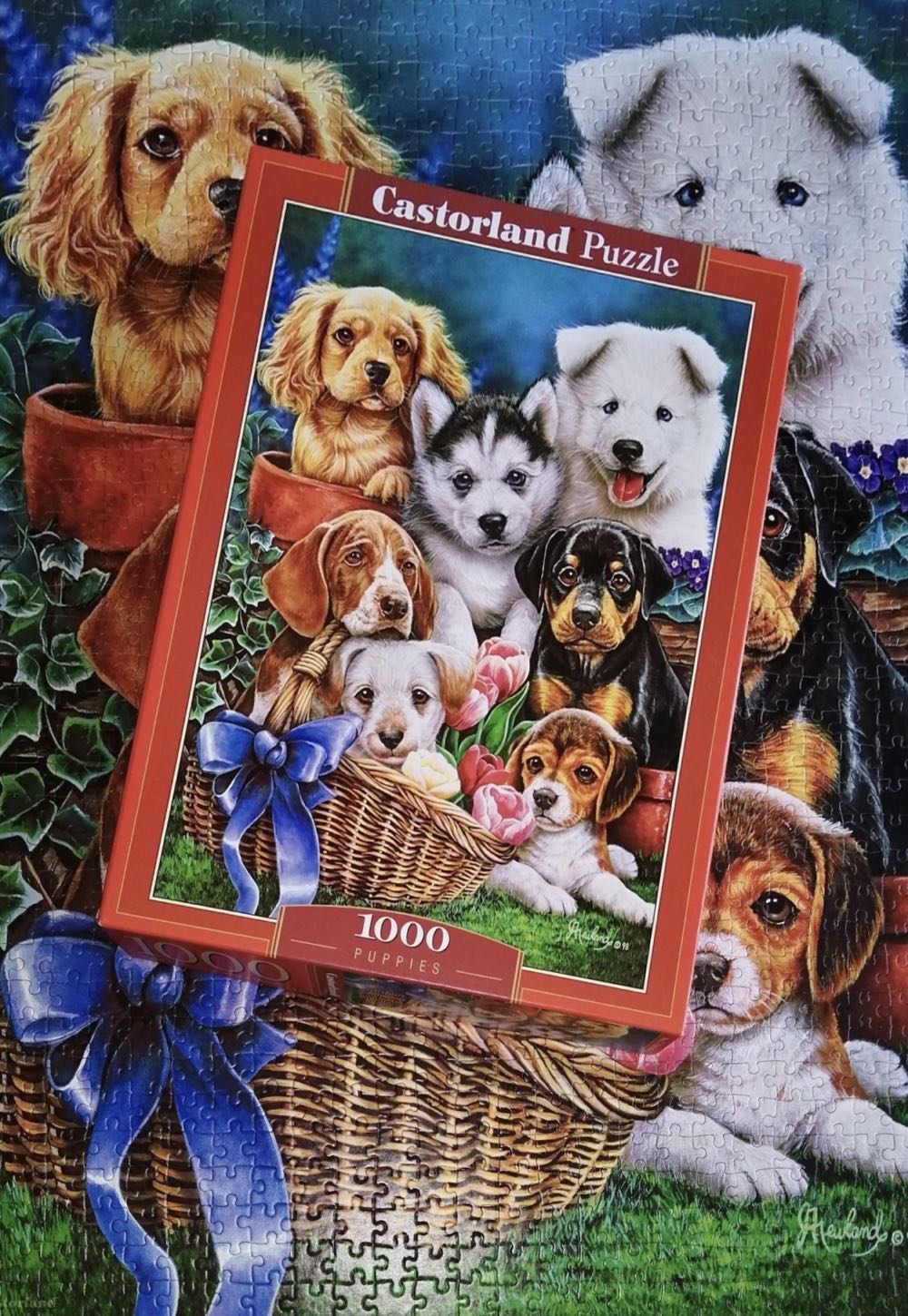 Puppies 🟦 - Castorland puzzle collectible [Barcode 5904438104048] - Main Image 4