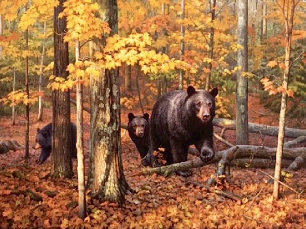 Many Faces of the Woods ♻️ - SunsOut puzzle collectible [Barcode 796780623361] - Main Image 2