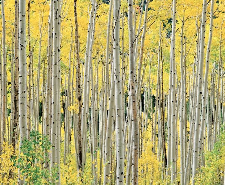 Cobble Hill Lighthouses