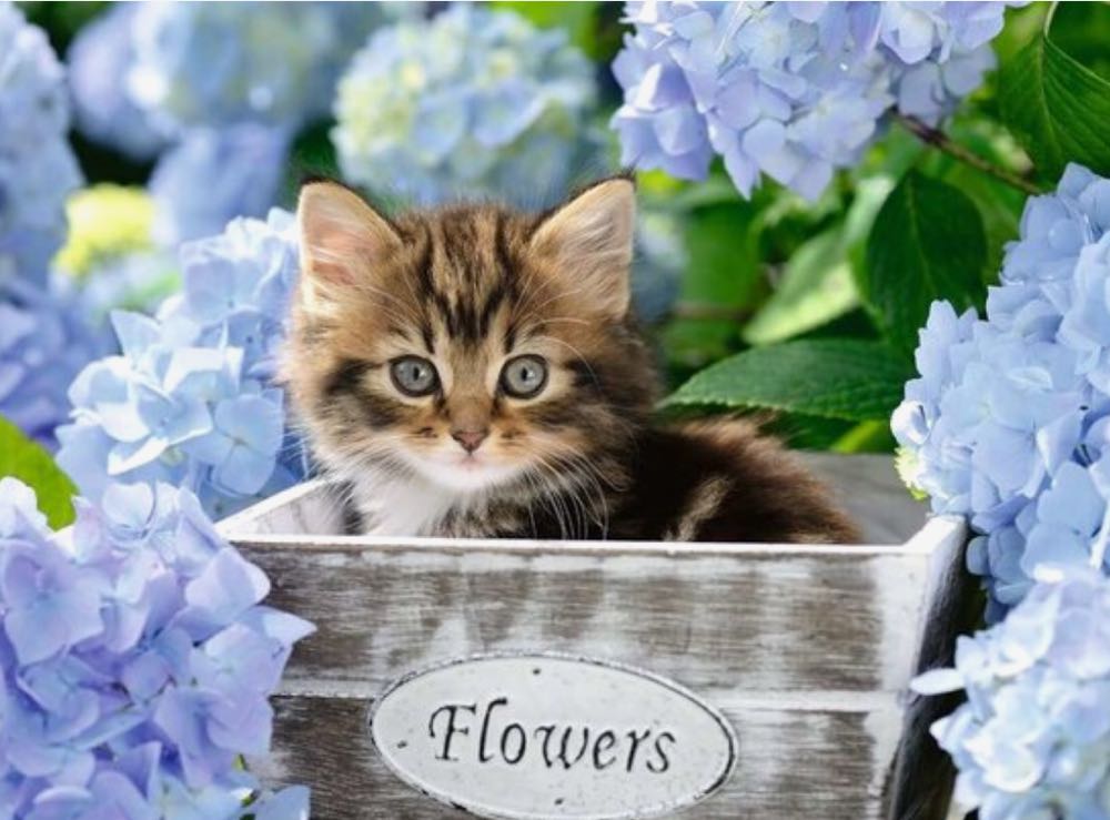 Tortoiseshell Kitty - Ravensburger puzzle collectible [Barcode 4005556128945] - Main Image 2