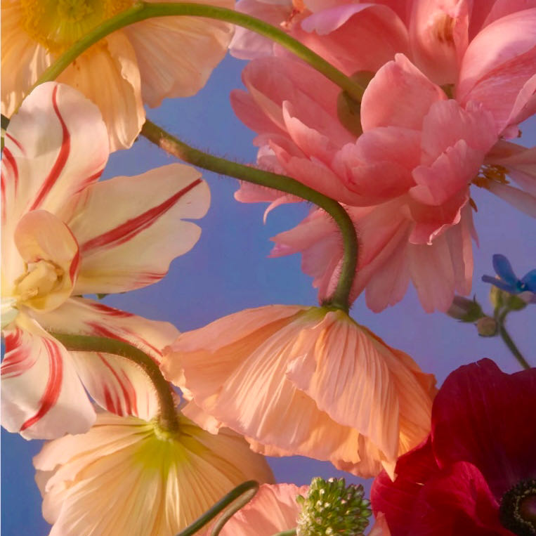 Ceaco: Eggs-Tra Special