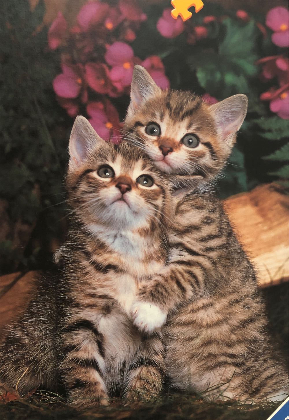 Cuddles/ Zachte Voetjes 🟦 - Ravensburger puzzle collectible [Barcode 4005556144891] - Main Image 2