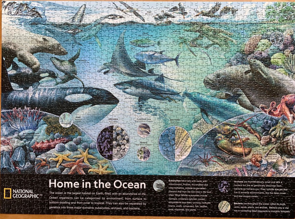 Vizzles 3: Peter Pan’s Neverland