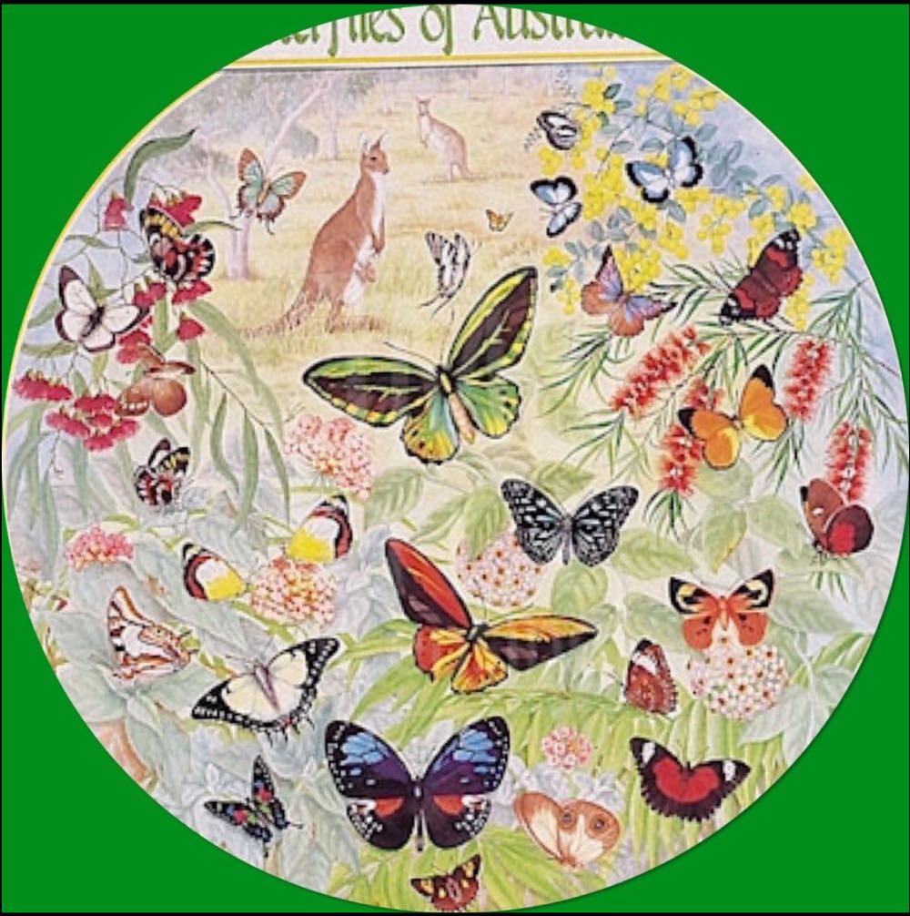 Butterflies Of Australasia 🔴 - James Hamilton puzzle collectible [Barcode 5014519050093] - Main Image 2