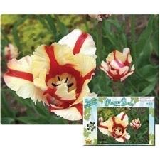 Bill Bell: Alice in Wonderland (SOLD)