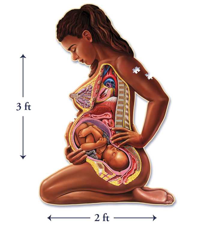 Dr Livingston’s Anatomy: The Pregnant Mother - Genius Games, LLC. puzzle collectible [Barcode 653341738905] - Main Image 2