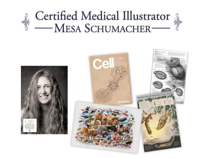 Dr Livingston’s Anatomy: The Pregnant Mother - Genius Games, LLC. puzzle collectible [Barcode 653341738905] - Main Image 3