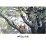 Princess Mononoke  puzzle collectible [Barcode 4970381144487] - Main Image 1