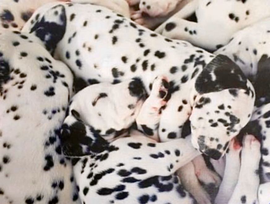 The Writer’s Cats In House