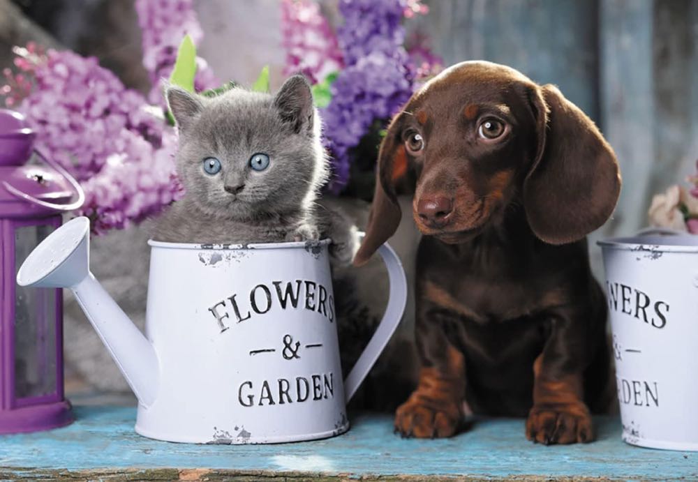 Cute Duo - Traded - Trefl puzzle collectible [Barcode 061152702501] - Main Image 2