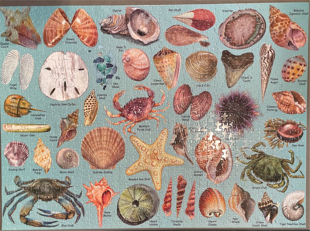 Shell  puzzle collectible - Main Image 2