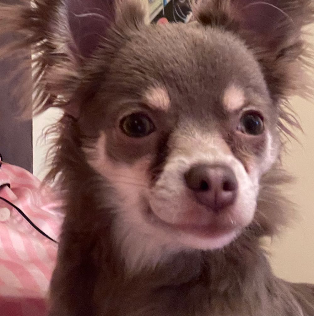 Nayomie Over Knee Boots “Black” Size 37/4 - Ted Baker shoe collectible - Main Image 1