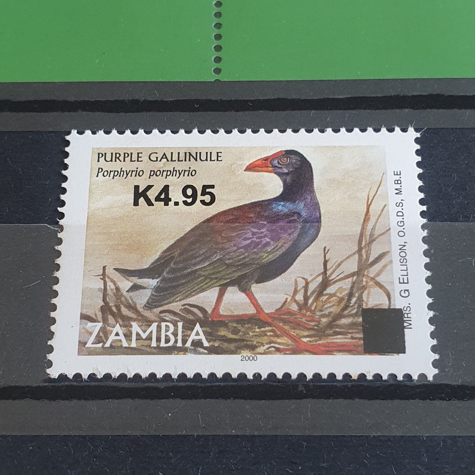 Purple Gallinule  stamp collectible - Main Image 2