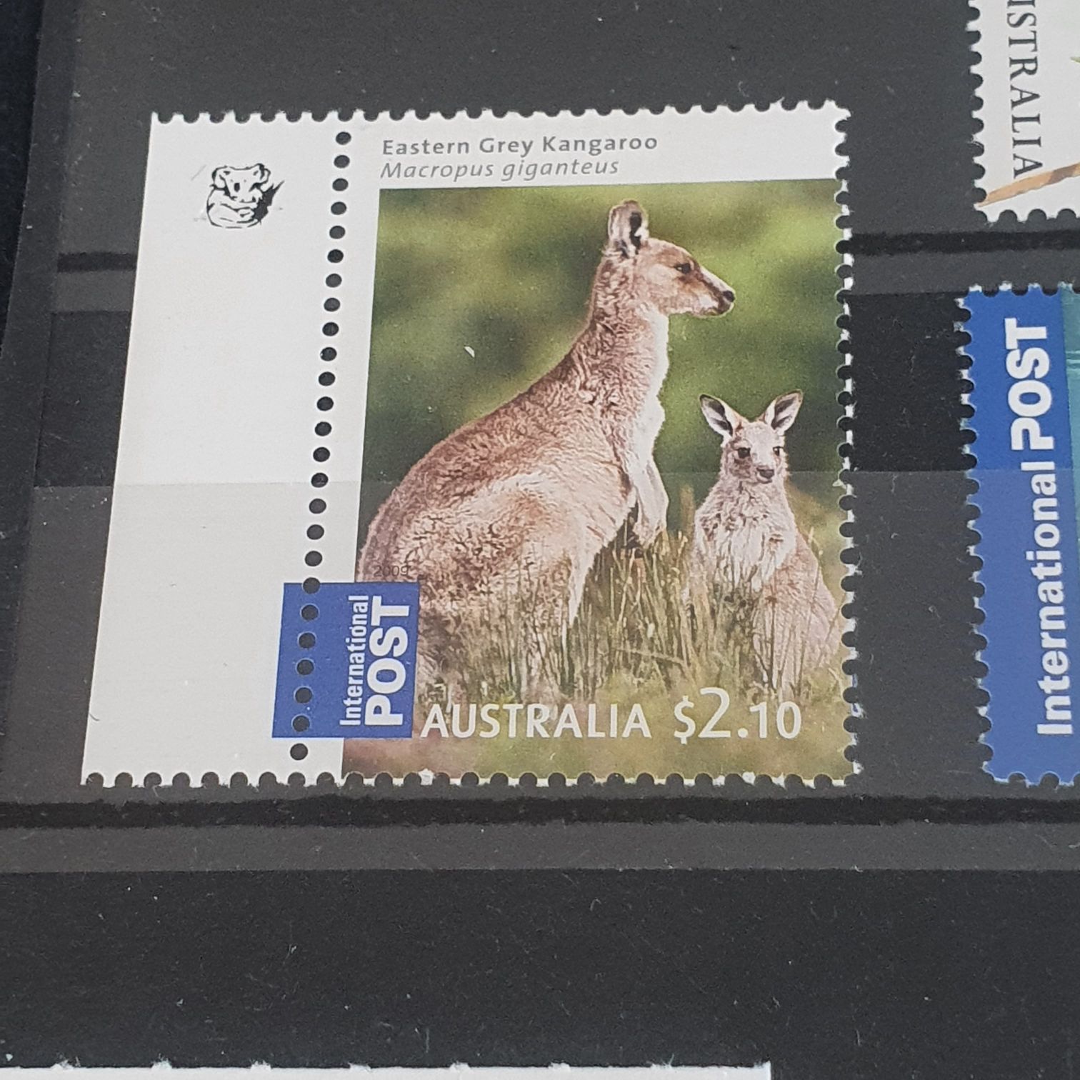 Purple King George VI