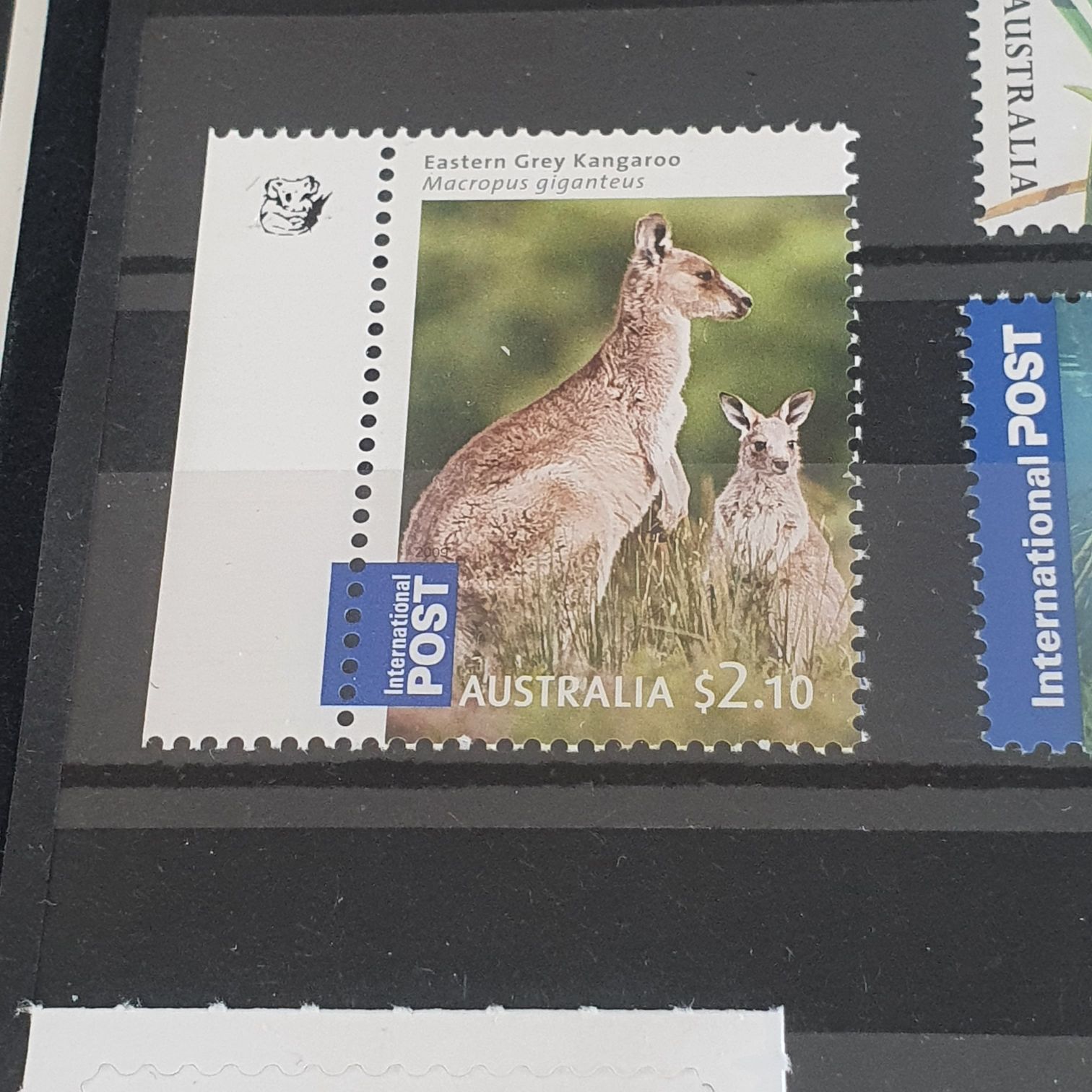 Macropus Giganteus  stamp collectible - Main Image 2