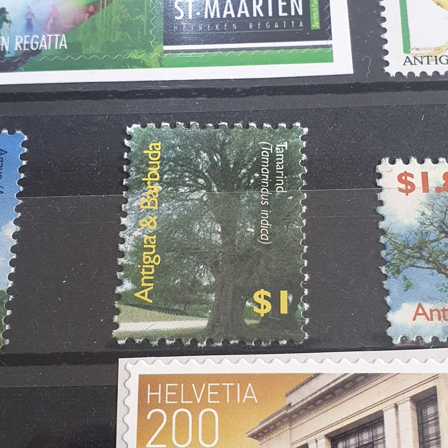 Brownish Violet Princess Elizabeth