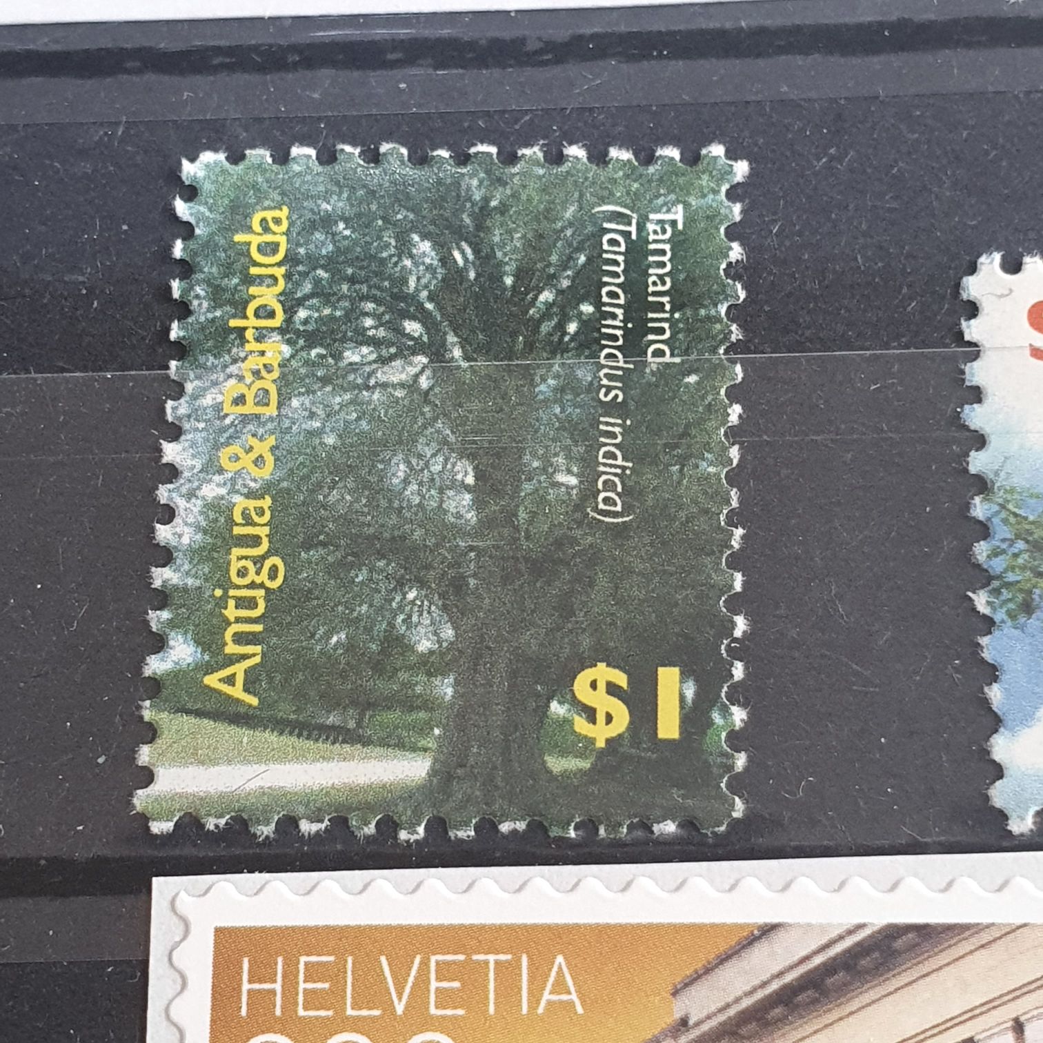 Tamarind  stamp collectible - Main Image 2