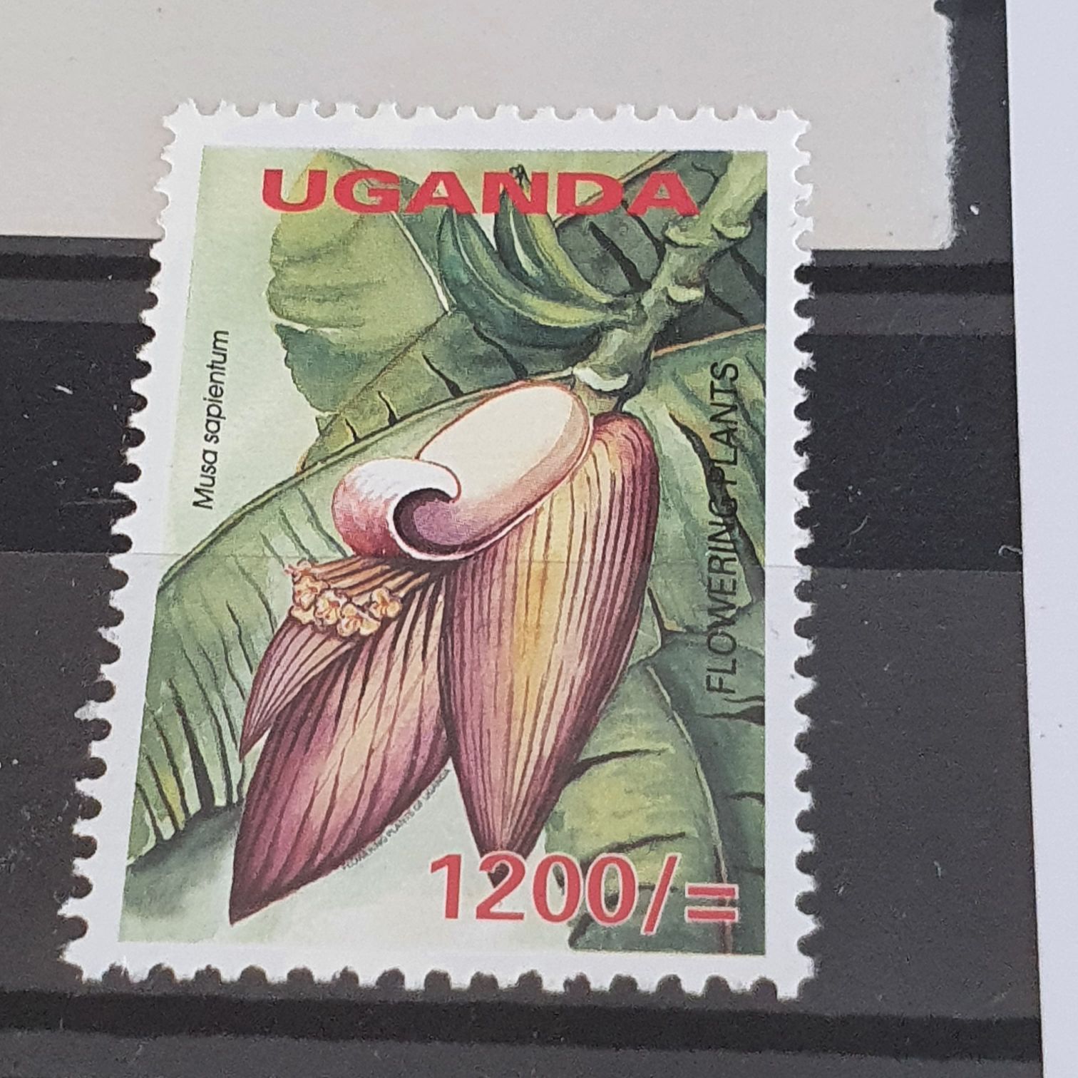 Musa Sapientum  stamp collectible - Main Image 2