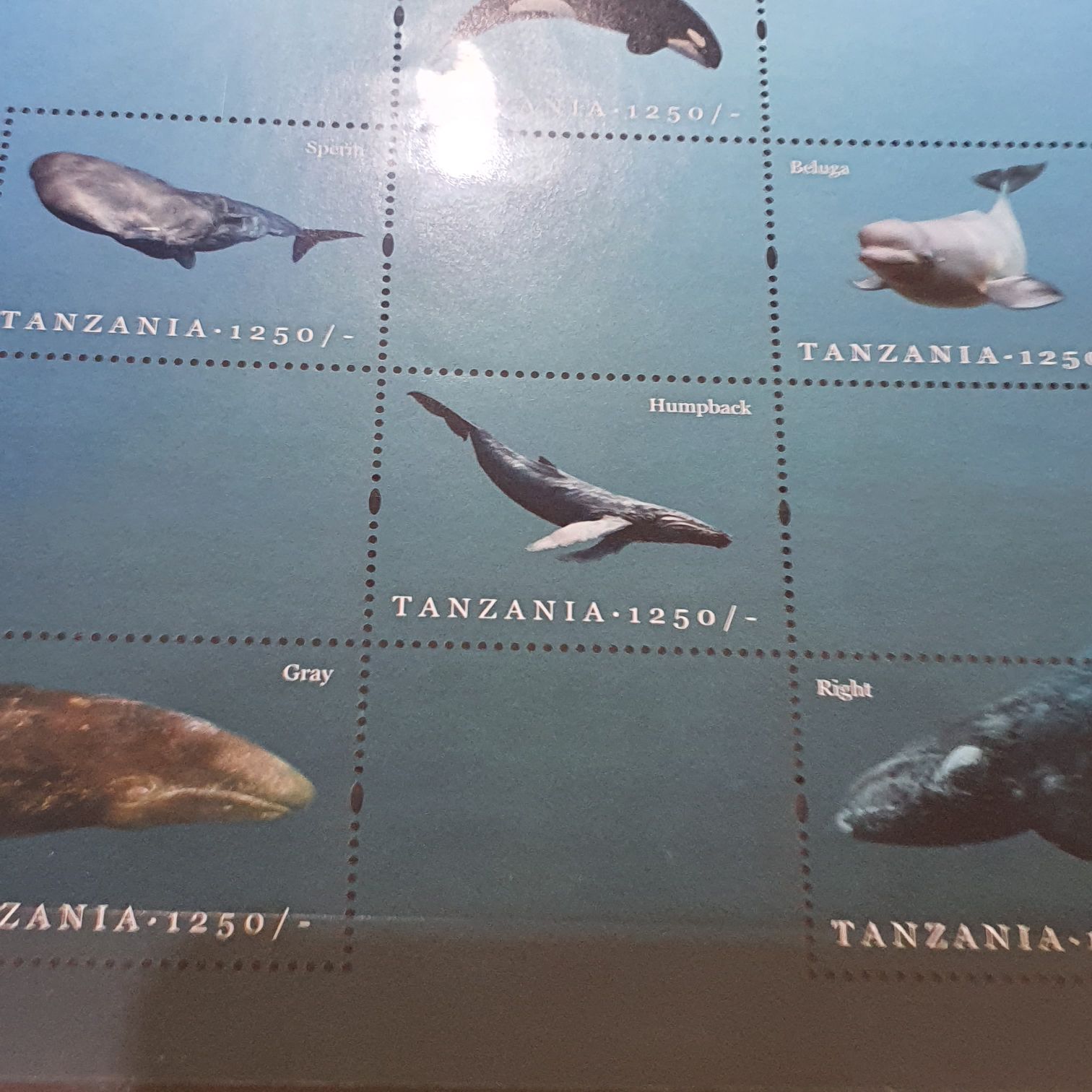 Whales Of The World  stamp collectible - Main Image 2