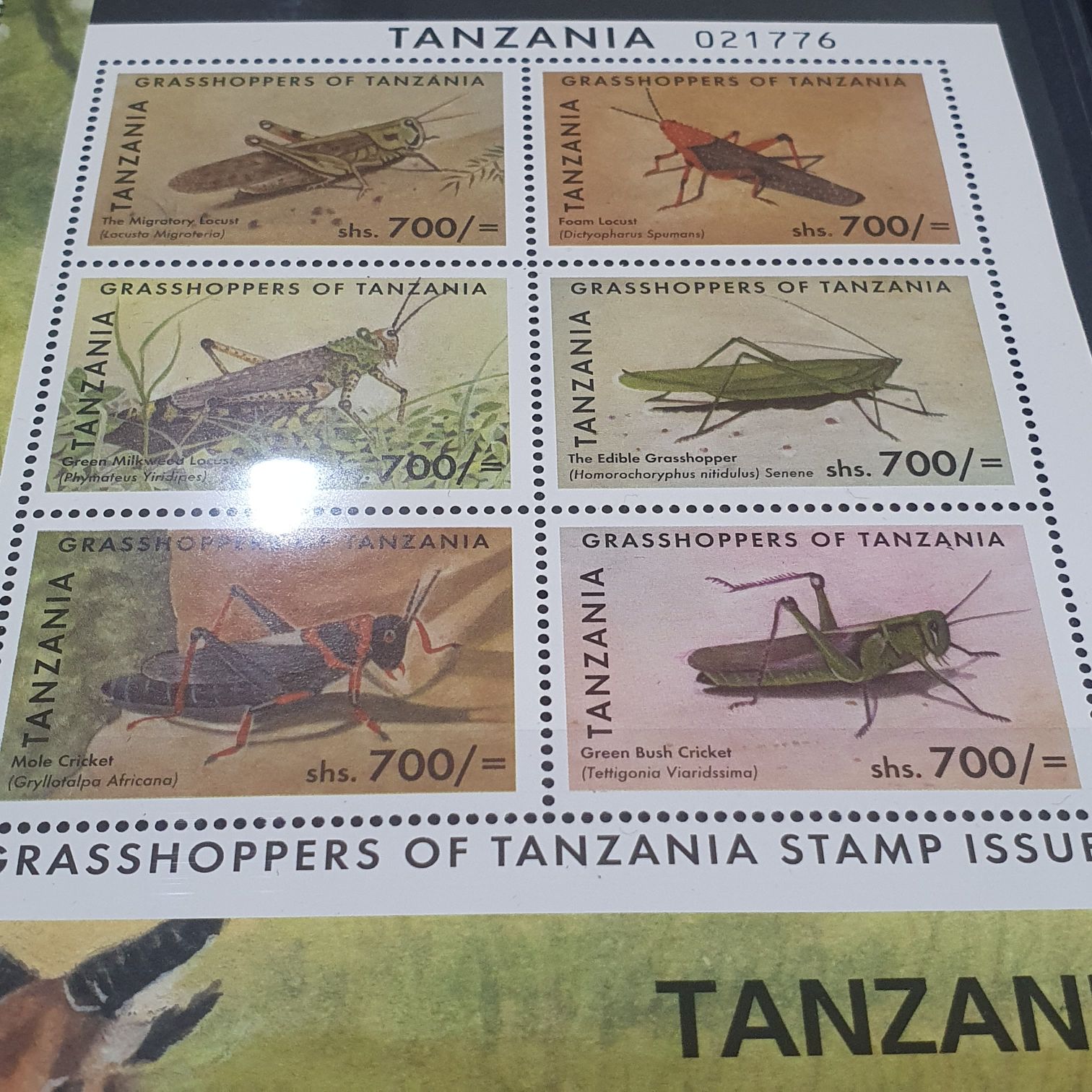 50 Años Torres De Satélite