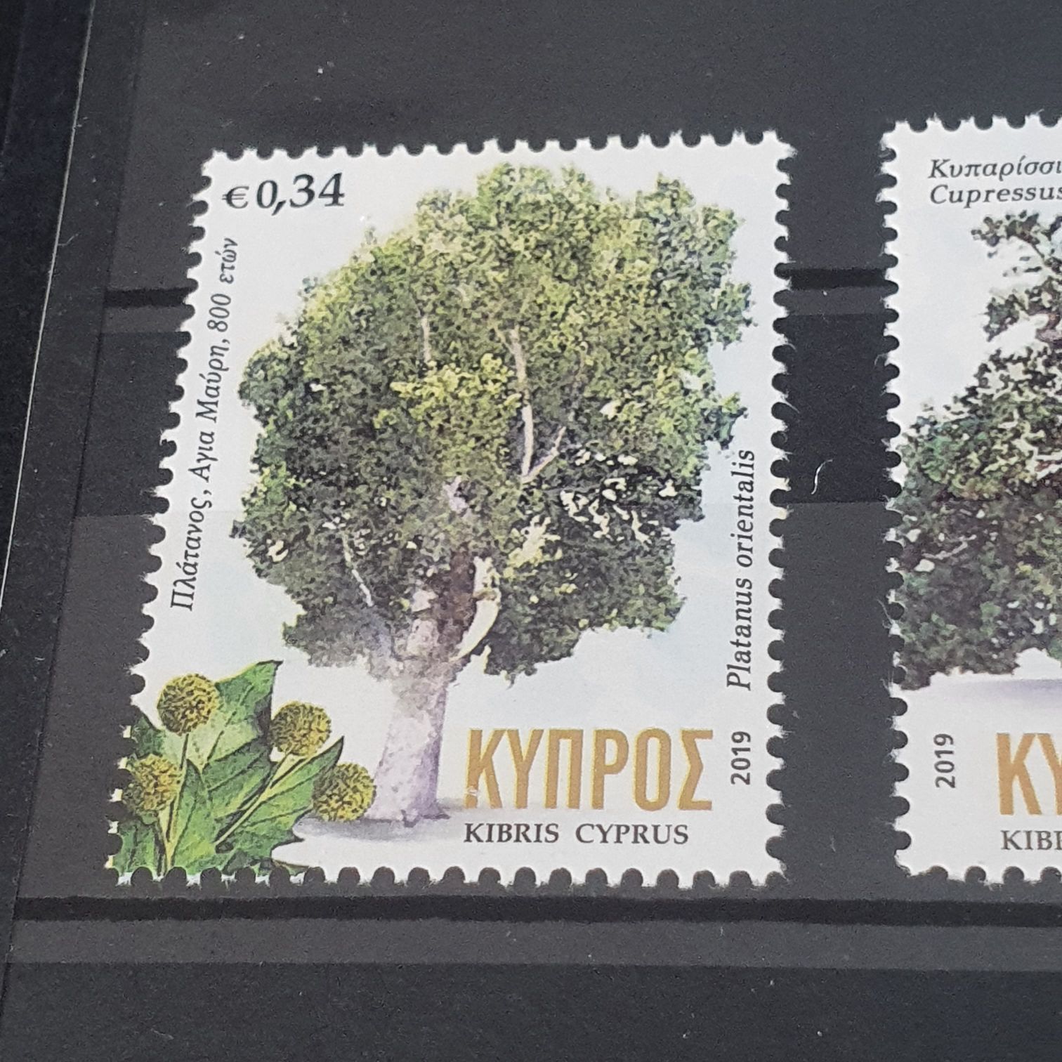 Cupressus  stamp collectible - Main Image 2