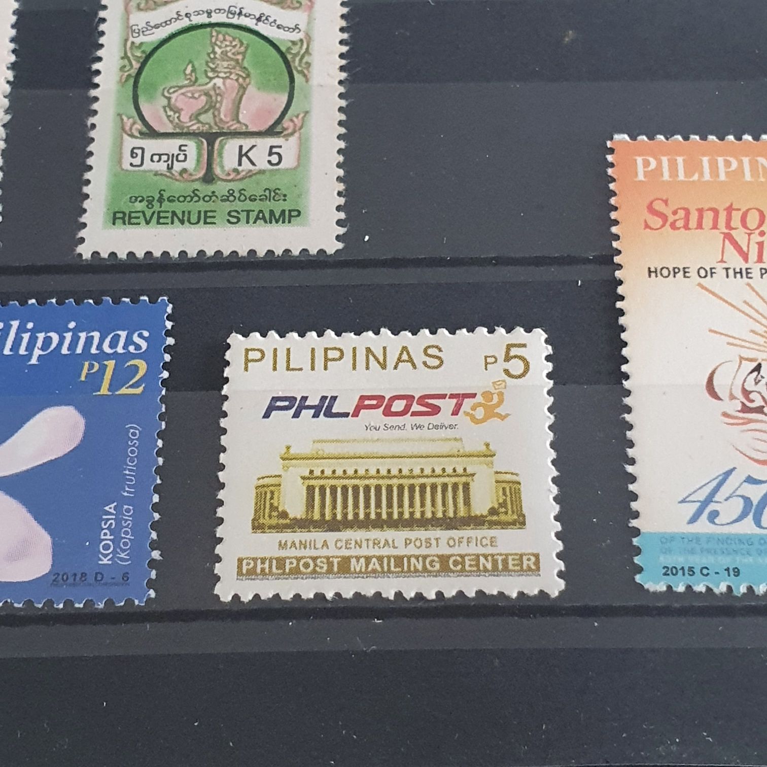 Holiday Evergreens: Blue Spruce