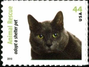 4452 Animal Rescue: Adopt a Shelter Pet — Maltese Cat stamp collectible - Main Image 1