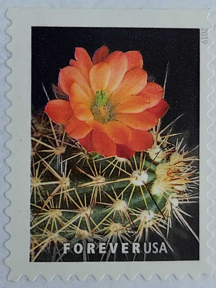 Cactus Flower: Echinocereus Coccineus  stamp collectible - Main Image 2