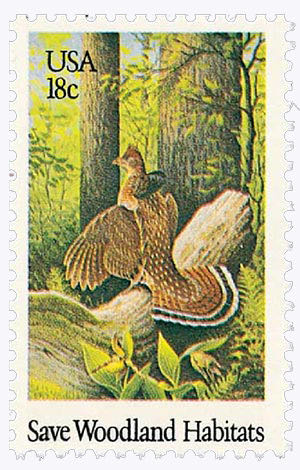 Winter Garden Flowers: Pansy