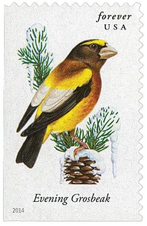 State Birds And Flowers: South Dakota