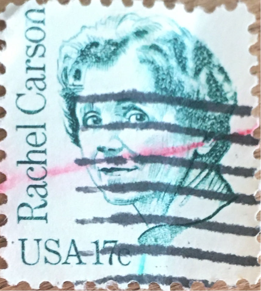 Ty Beanie Baby Freiherr Von Schwarz The Bear Germany Excl 8.5 Inch Mwmts