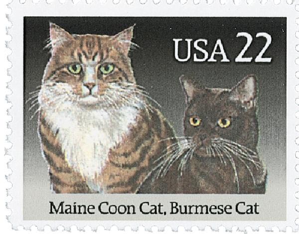 Holiday Evergreens: Blue Spruce