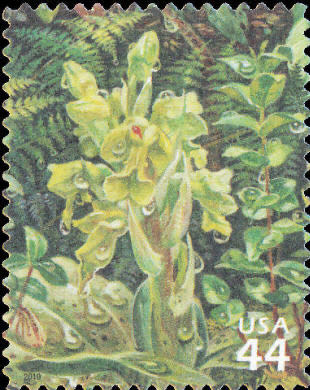 Light Brown Kangaroos