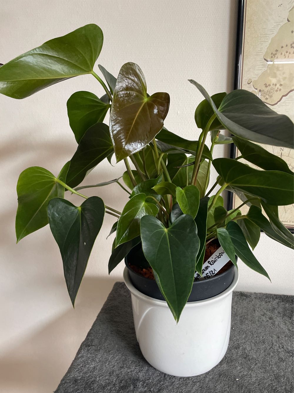 Anthurium Rainbow  stamp collectible - Main Image 2